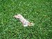 This is what happens when bunnies eat my plants, dammit!