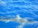 Galapagos shark