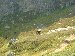 Bear that almost ate me!