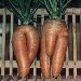 Another X-rated vegetable picture for the album.