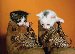 Desparate measures call for Kittens!

Awwww...... Look at the little ones stuck in the shoes!