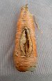 Totally bizarre carrot with a vagina!!!

As seen on eBay!  (Item #2910059963)