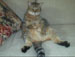 Jack's cat, Zanna, relaxes after a busy morning of chasing rubber bands under the couch.   